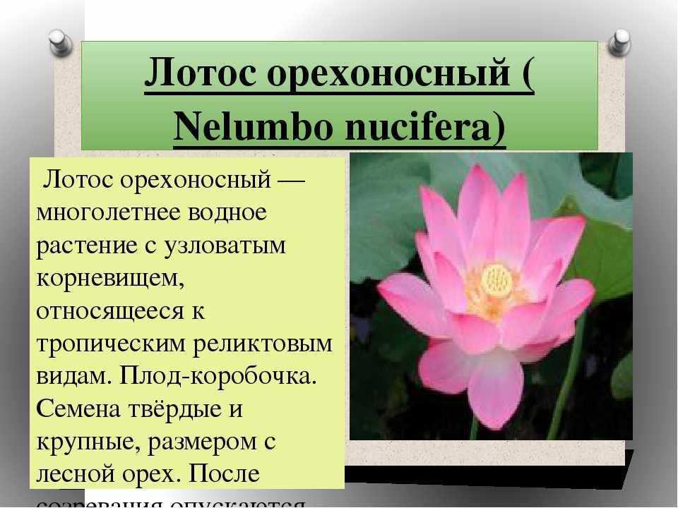 Лотос: распространение, виды, уход, размножение, болезни