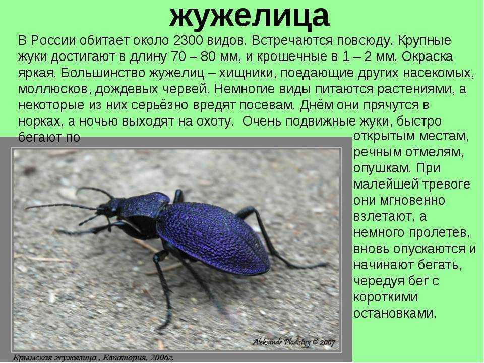 Виды насекомых вредителей (биология 7-й класс)