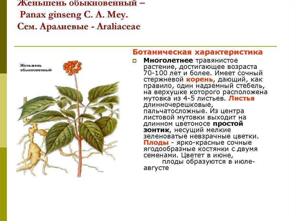 Женьшень: лечебные свойства и противопоказания, посадка и уход, фото