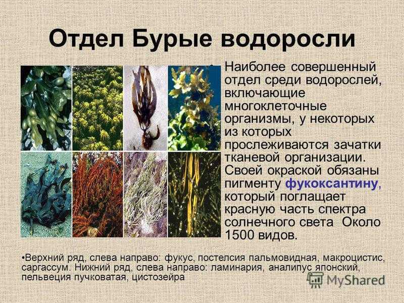 Какое значение бурых водорослей в жизни