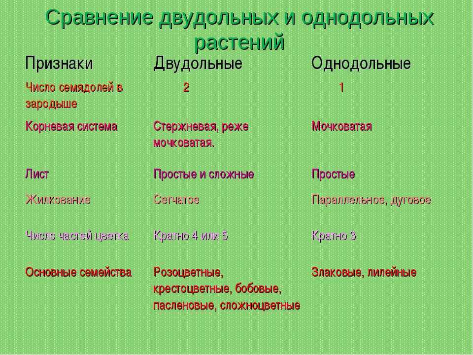 Морфологический анализ растений класса двудольные по гербарным образцам