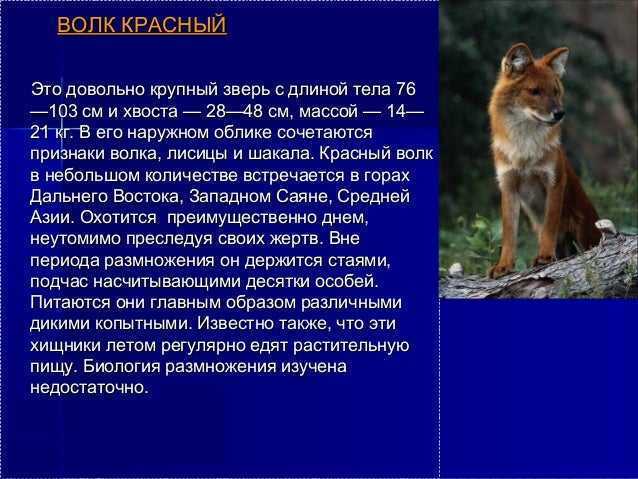 Красный волк занесен в красную книгу How-info.ru