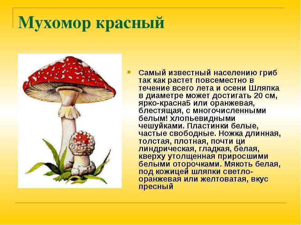 Характеристики мухомора мухомора, жизненный цикл, питание и размножение