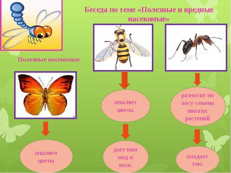 Презентация дошкольникам насекомые