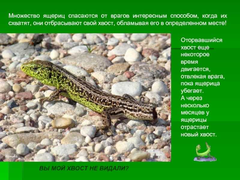 Виды ящериц. описание, особенности, среда обитания и названия видов ящериц