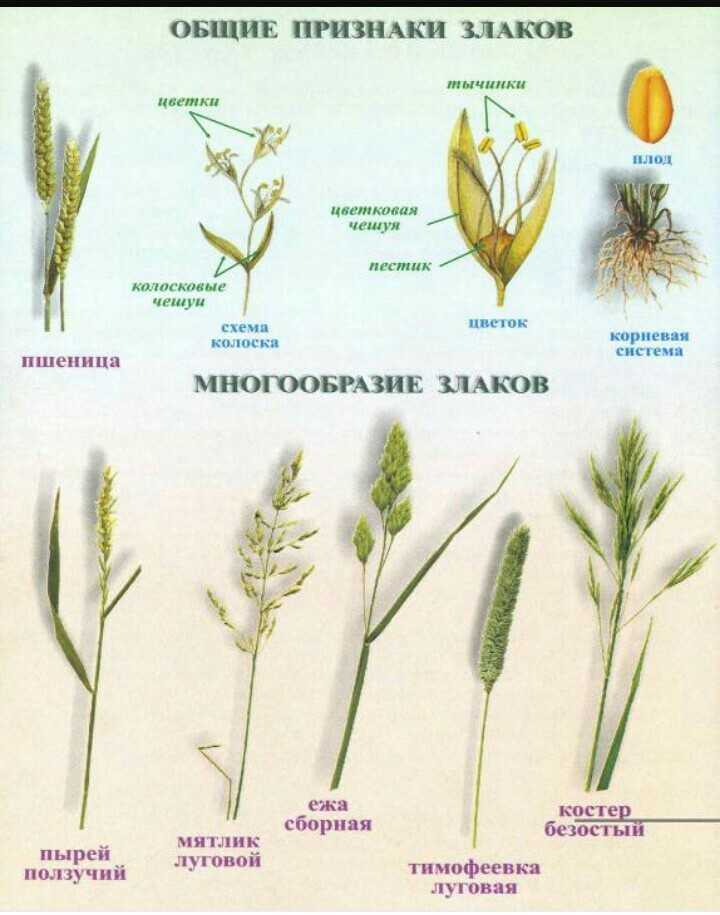 Злаки семейство рисунок