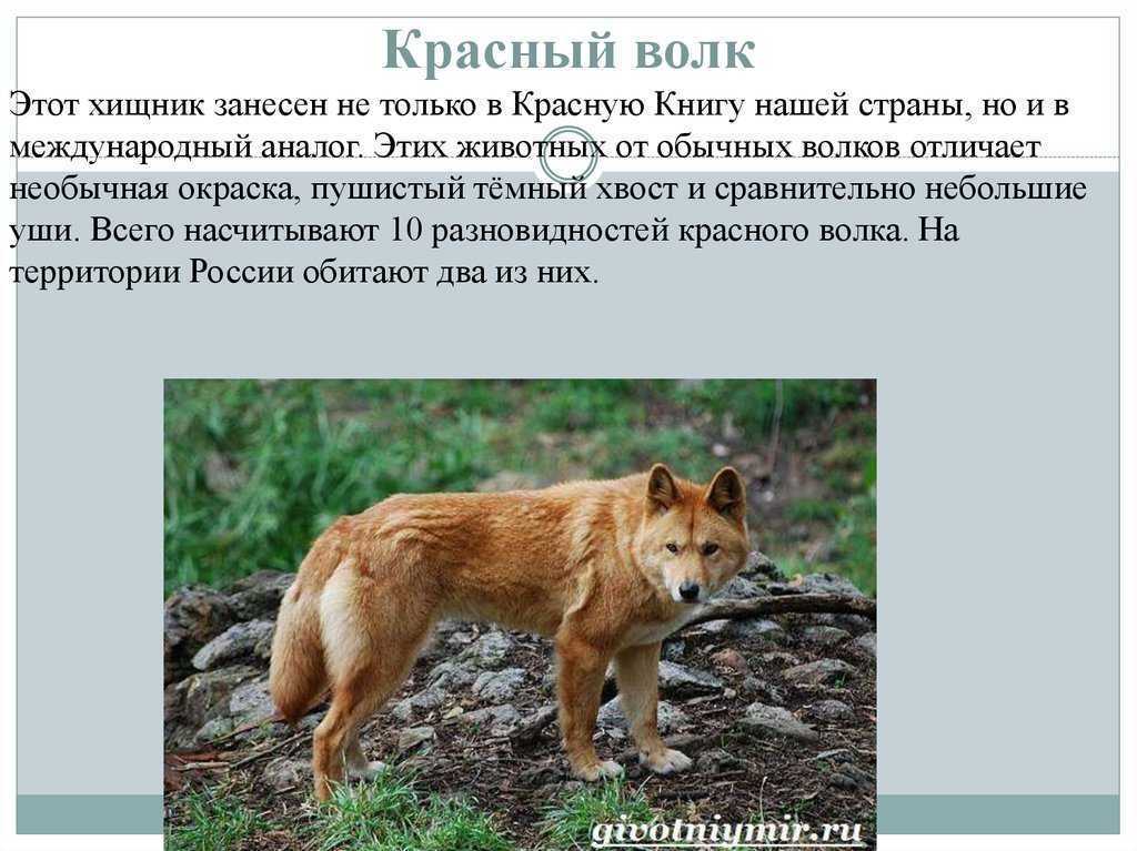 Красный волк описание и фото красная книга