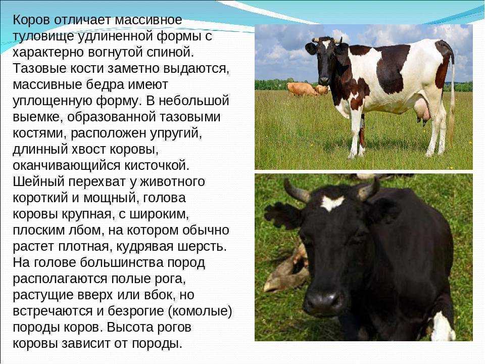 Корова читать краткое. Сообщение о корове. Доклад про корову. Корова домашнее животное описание. Рассказ о корове.