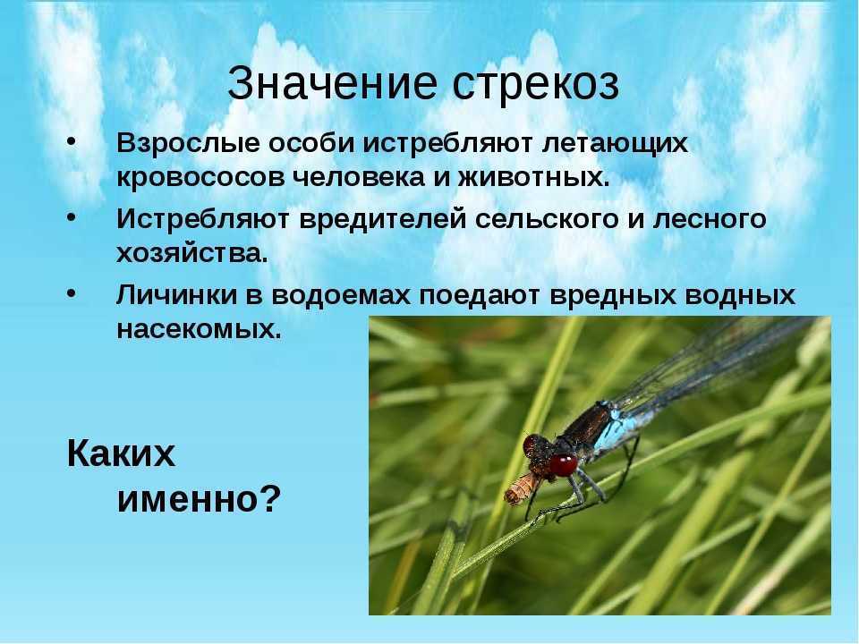 ​50 интересных  фактов  о стрекозах — общенет