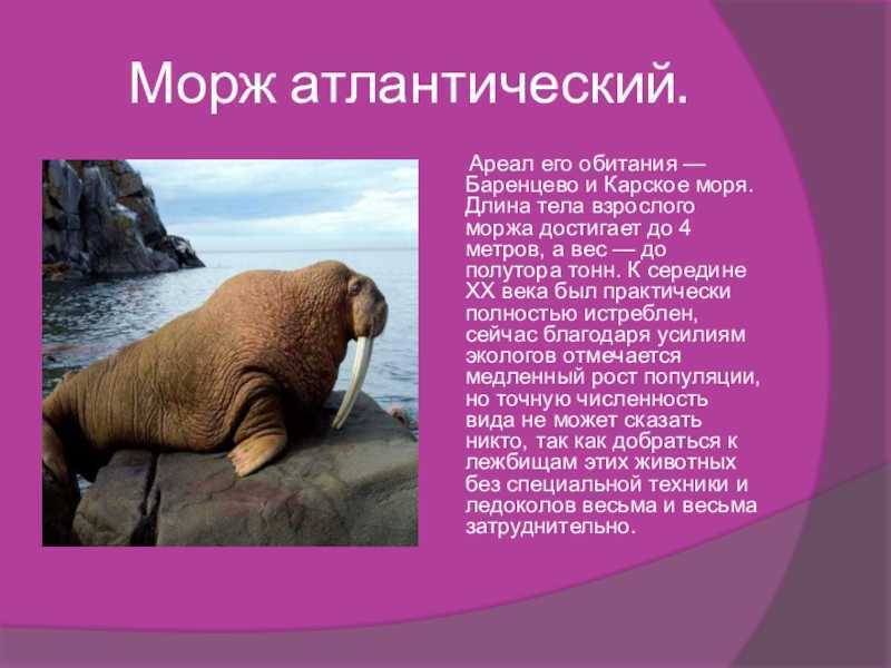 Атлантический морж – фото, описание, ареал, рацион, враги, популяция