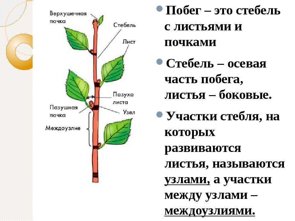 Побег (строение и функции стебля, листа и почки). Строение почки и побега. Внешнее строение побега. Строение листовой почки.