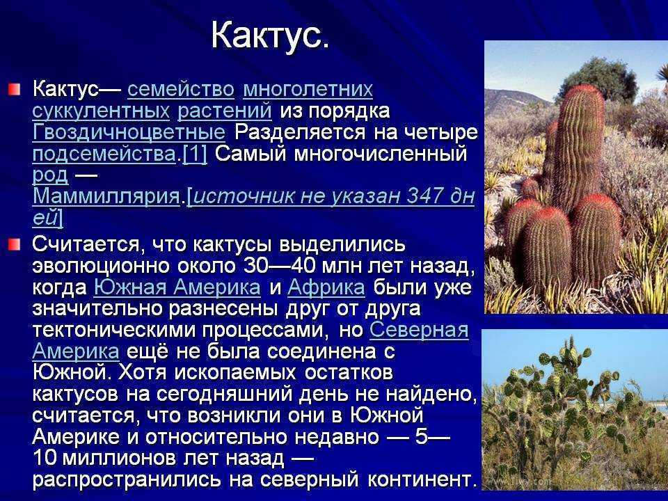 Презентация по теме кактусы