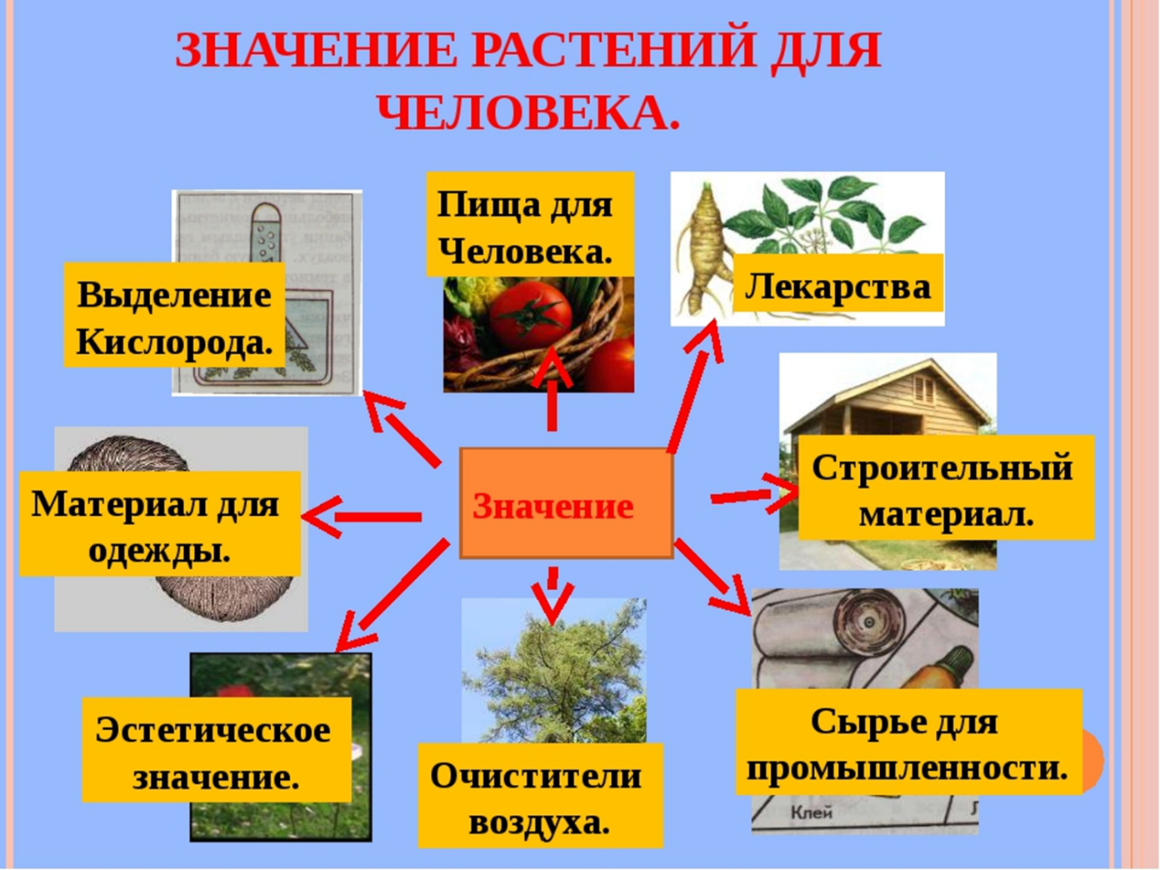 Какое значение для растения. Многообразие и значение растений. Разнообразие распространение значение растений. Значение декоративных растений. Значение растений для человека.