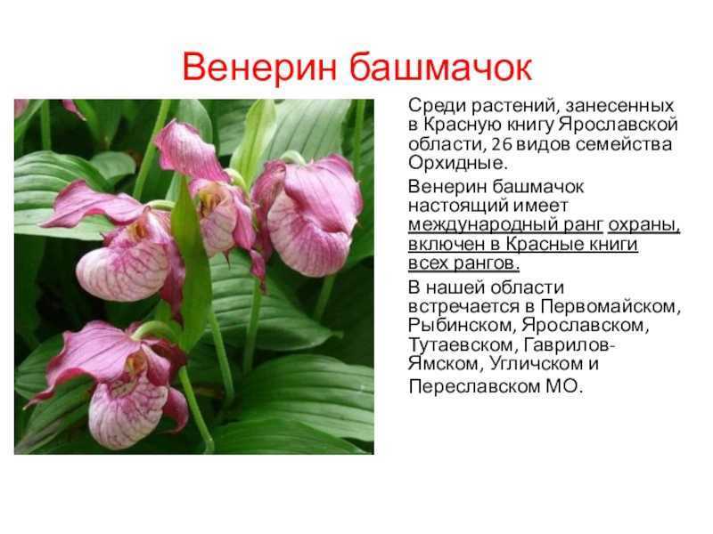 Венерин башмачок - фото и описание растения, занесенного в красную книгу