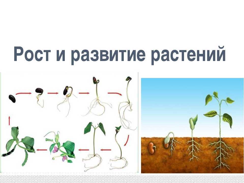 Рост корня, его видоизменения и значение в природе и для человека