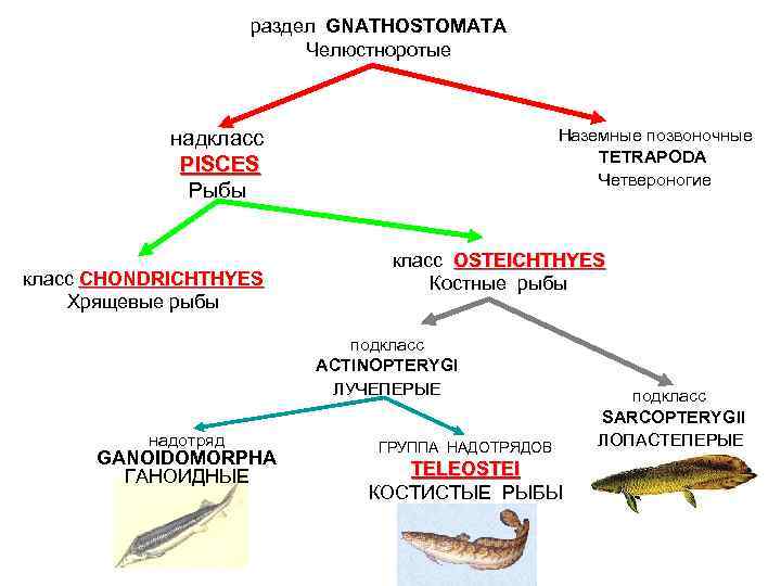 Систематика хордовых схема