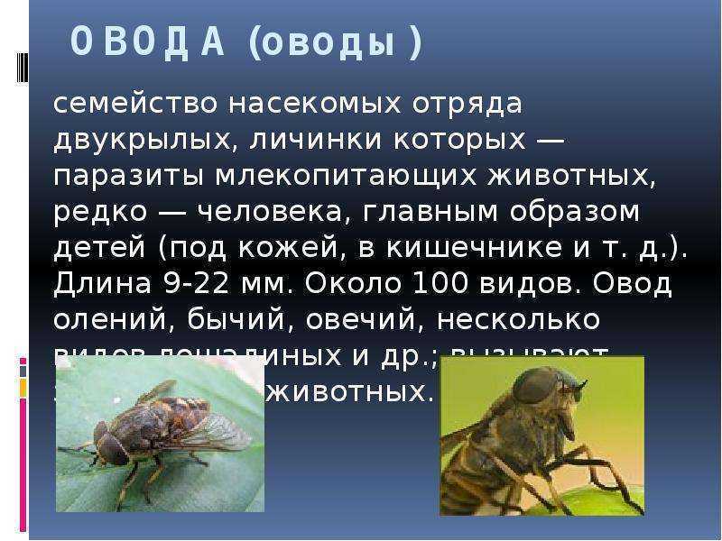 Двукрылые: характеристика, классификация, среда обитания, размножение. - наука - 2023