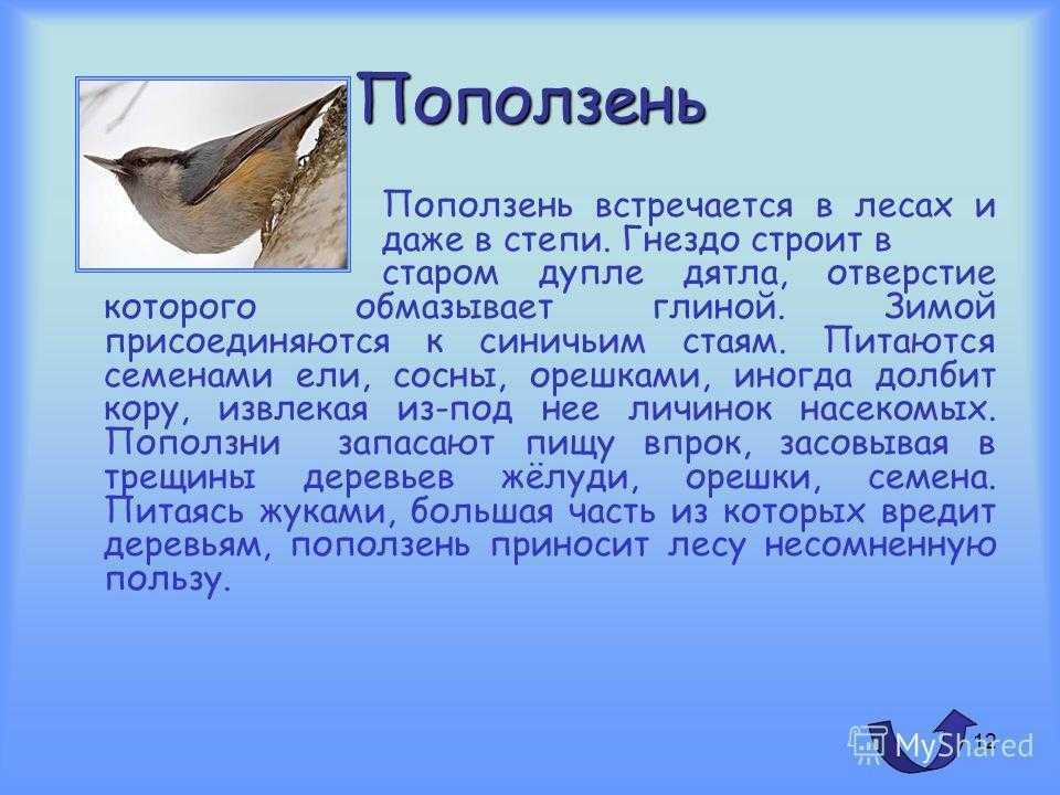 Доклад о птице 1 класс. Доклад про птиц. Небольшой рассказ о птице. Поползень рассказ. Доклад о Птичке.