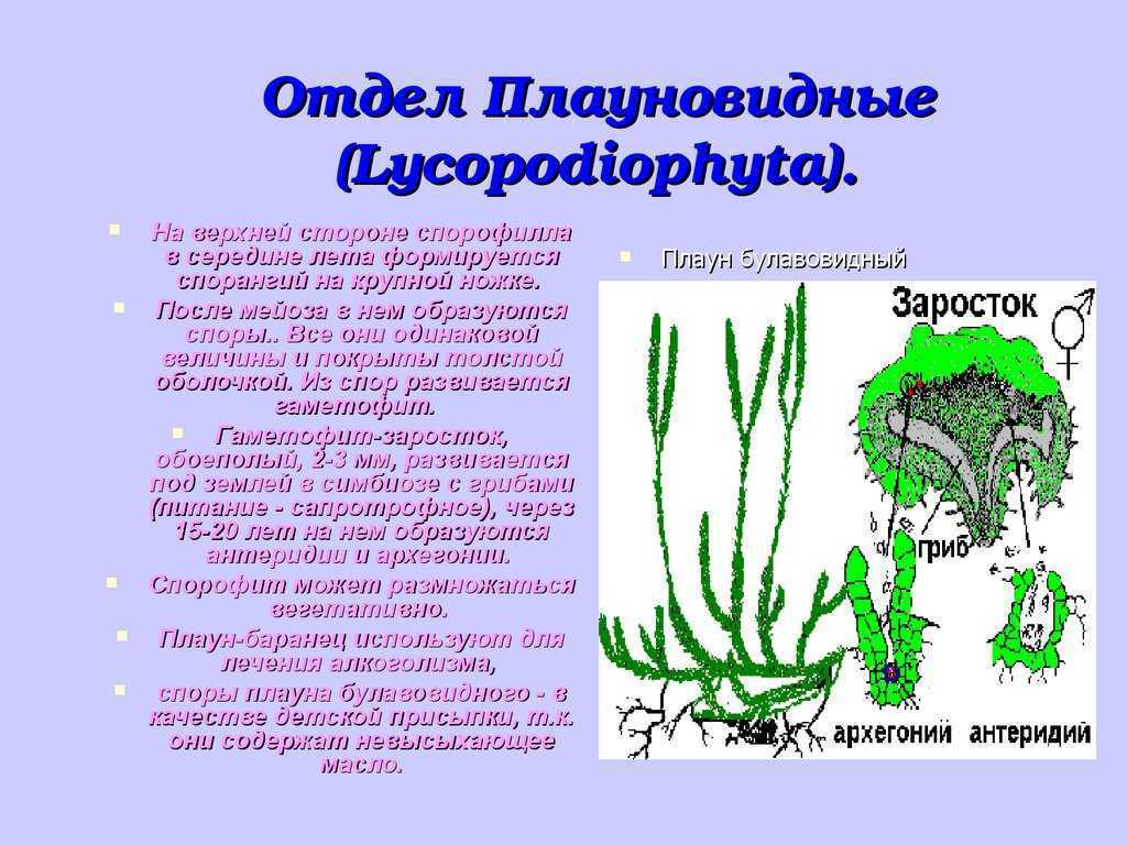 Характеристика плаунов 6 класс. Отдел Плауновидные высшие растения. Отдел Плауновидные. Lycopodiophyta. Плауновидные споровые растения. Высшие споровые растения Плауновидные.