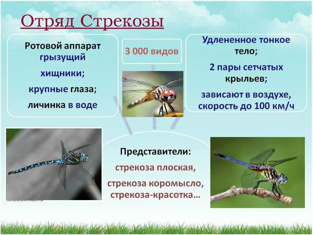 Стрекоза насекомое. образ жизни и среда обитания стрекозы