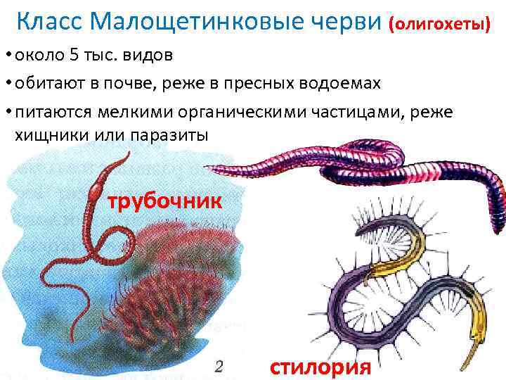 Кольчатые черви названия. Тип кольчатые черви класс Малощетинковые. Тип кольчатые черви класс Малощетинковые черви. Типы малощетинковых червей.