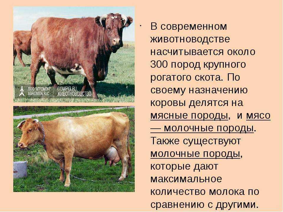Корова читать краткое. Сообщение о корове. Доклад про корову. Корова для презентации. Сообщение о сельскохозяйственных животных.