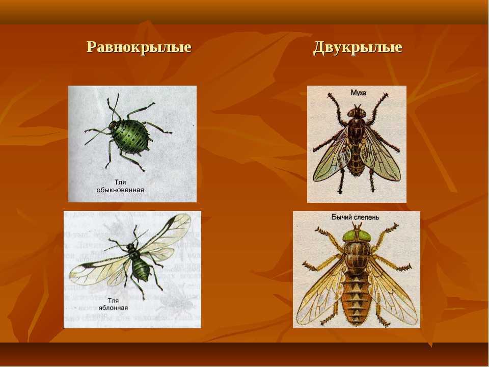 Представители двукрылых. Отряды насекомых Равнокрылые. Равнокрылые и Двукрылые. Равнокрылые насекомые представители. Отряд Равнокрылые представители.