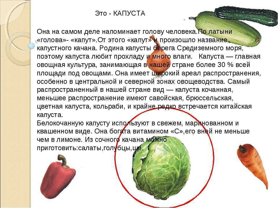 Презентация про капусту