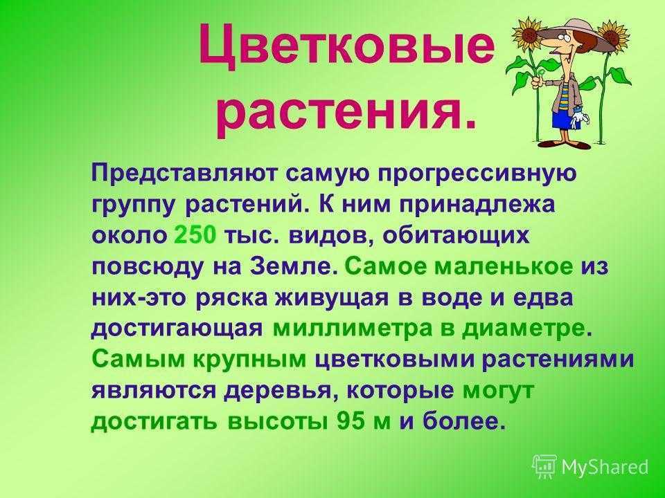 Растения называют цветковыми потому что. Доклад о цветковых растениях. Цветковые растения доклад. Доклат об цветковых растешниях. Сообщение о цветковом растении.