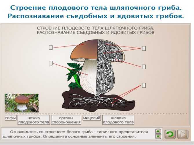 Глава 10. технологии растениеводства§ 10.1 грибы, их значение в природе и жизни человека