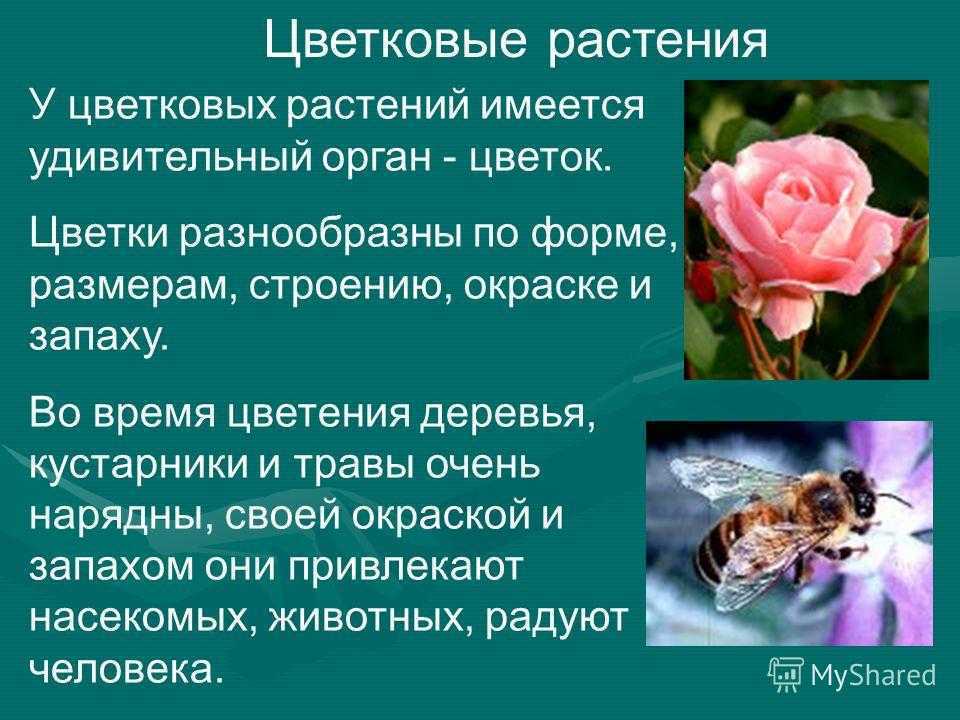 Рассказ о группе растений