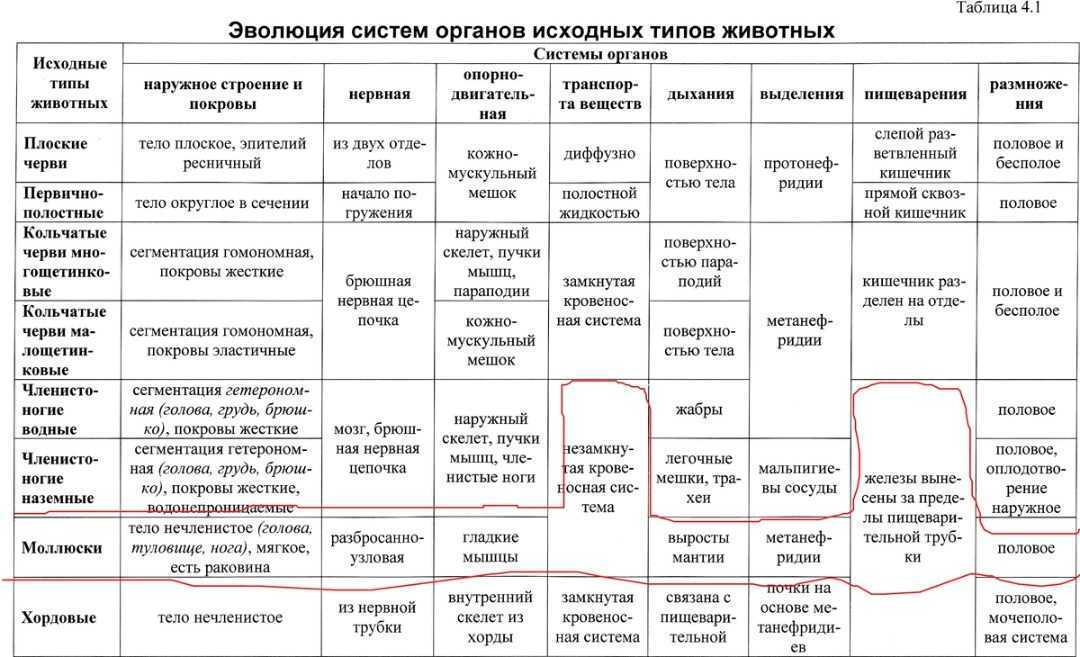 Какие признаки характерны для отдела один из представителей которого изображен на рисунке