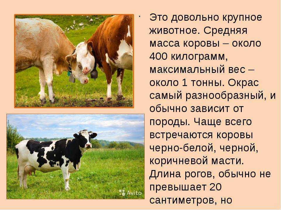 Домашнее животное корова окружающий мир