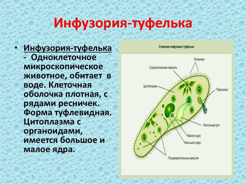 Рассмотрите рисунок на с 104 какие приспособления имеют одноклеточные для передвижения