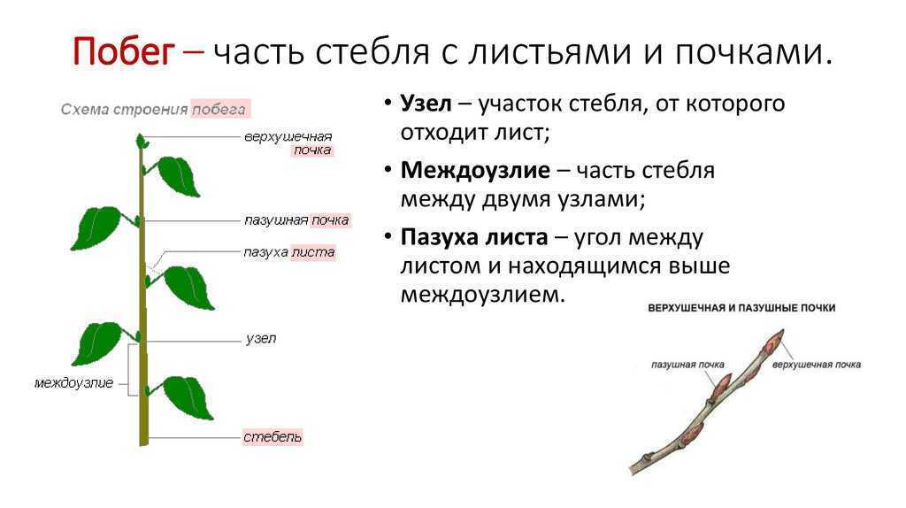 Строение побега рисунок с подписями