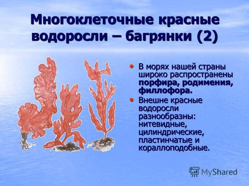 Красной водорослью является. Красные водоросли багрянки строение. Красные водоросли родимения. Презентация красные водоросли багрянки. Строение красных водорослей многоклеточных.