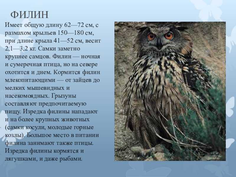 Givotinki.ru. виды сов, их особенности, названия и ареал обитания