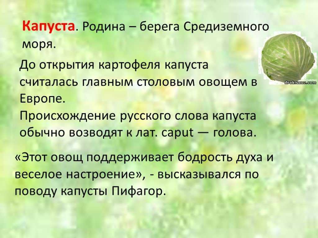 Когда именно капуста появилась на руси – история происхождения