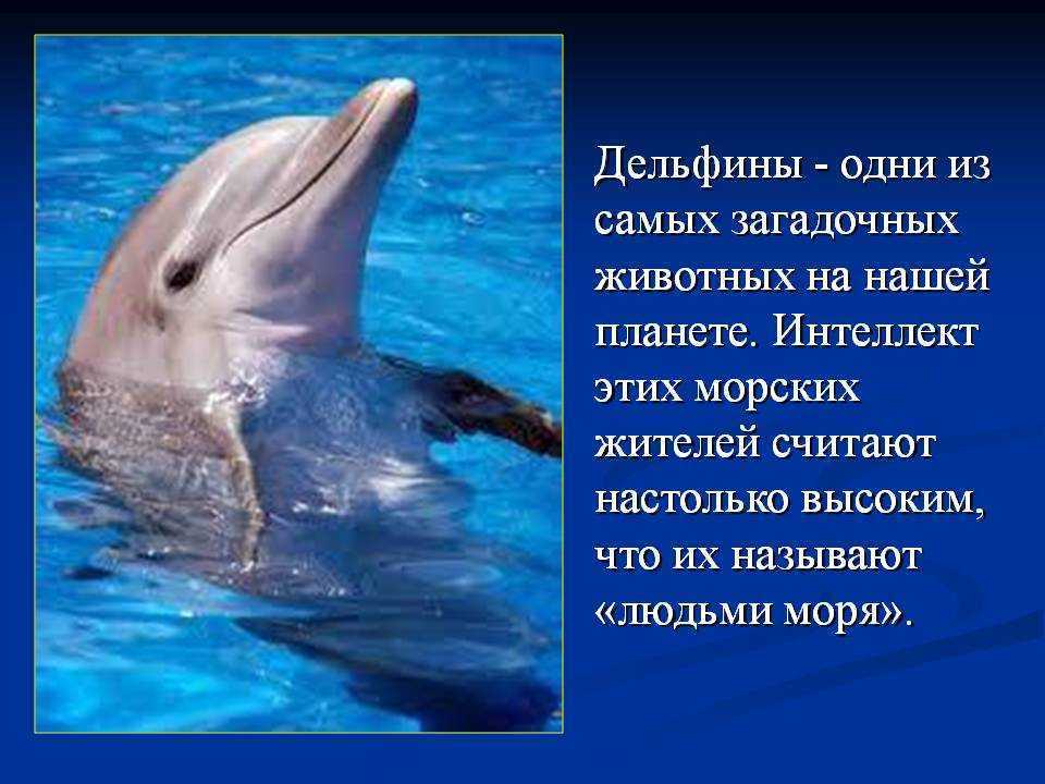Дельфины — водные млекопитающие