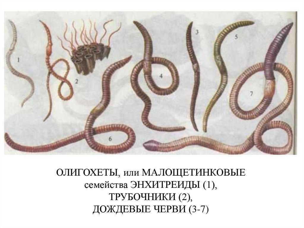 Гермафродитами являются черви. Малощетинковые и многощетинковые черви. Aelosoma Малощетинковые черви. Малощетинковый червь размножение.