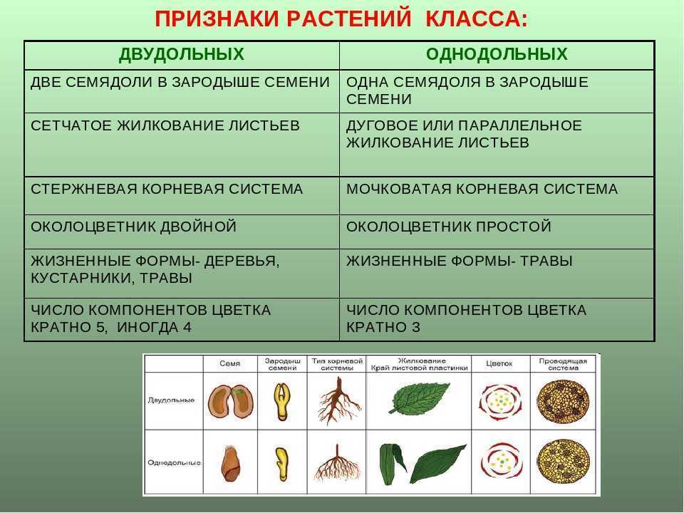 Проект классификация цветковых растений