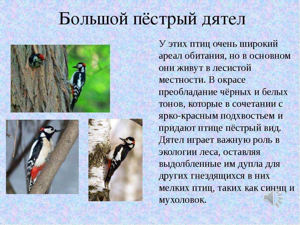 Дятел птица. особенности и среда обитания дятла