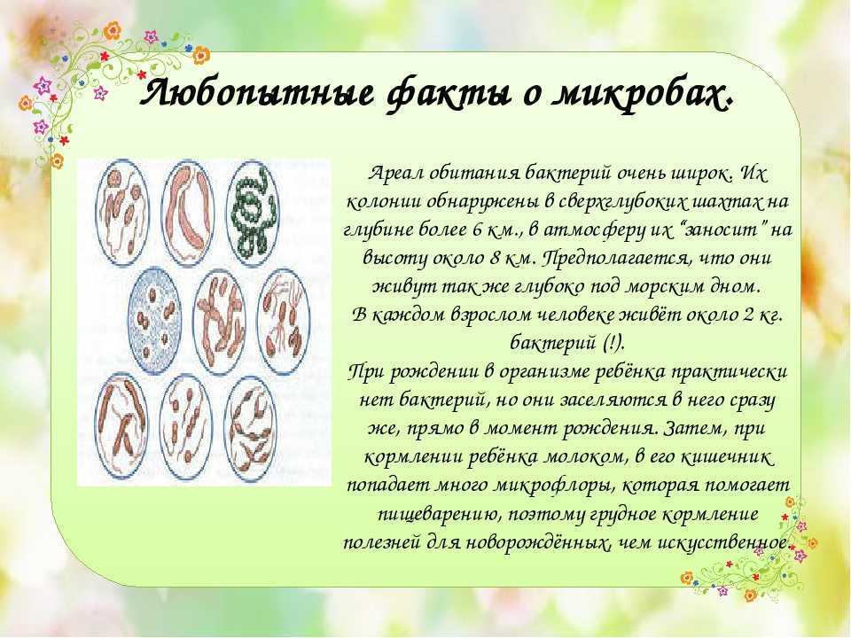 Сообщение по биологии 5 класс. Интересные факты о бактериях. Факты о микробах. Интересные факты о микробах. Интересные бактерии.