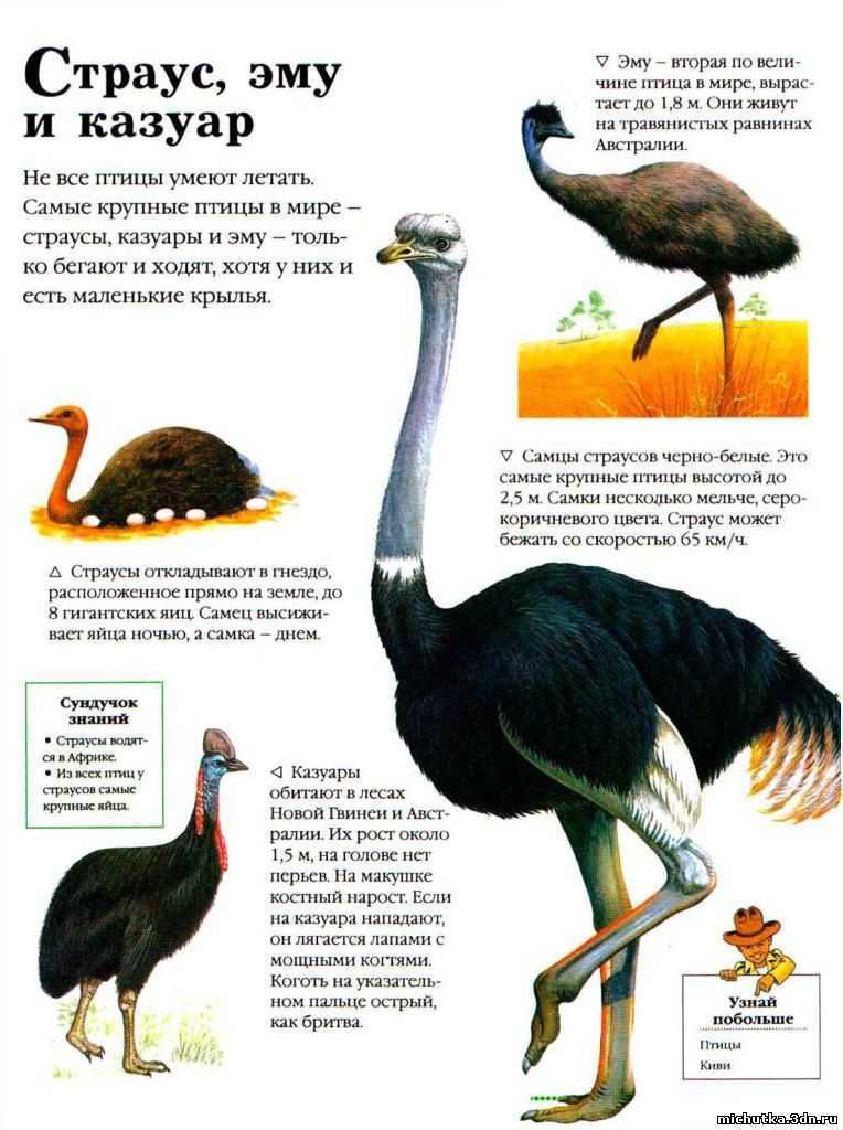Эму страус: описание и характеристика образа жизни и среда обитания