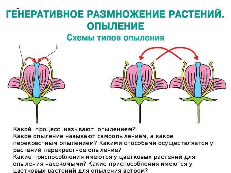 Опыление схема 6 класс