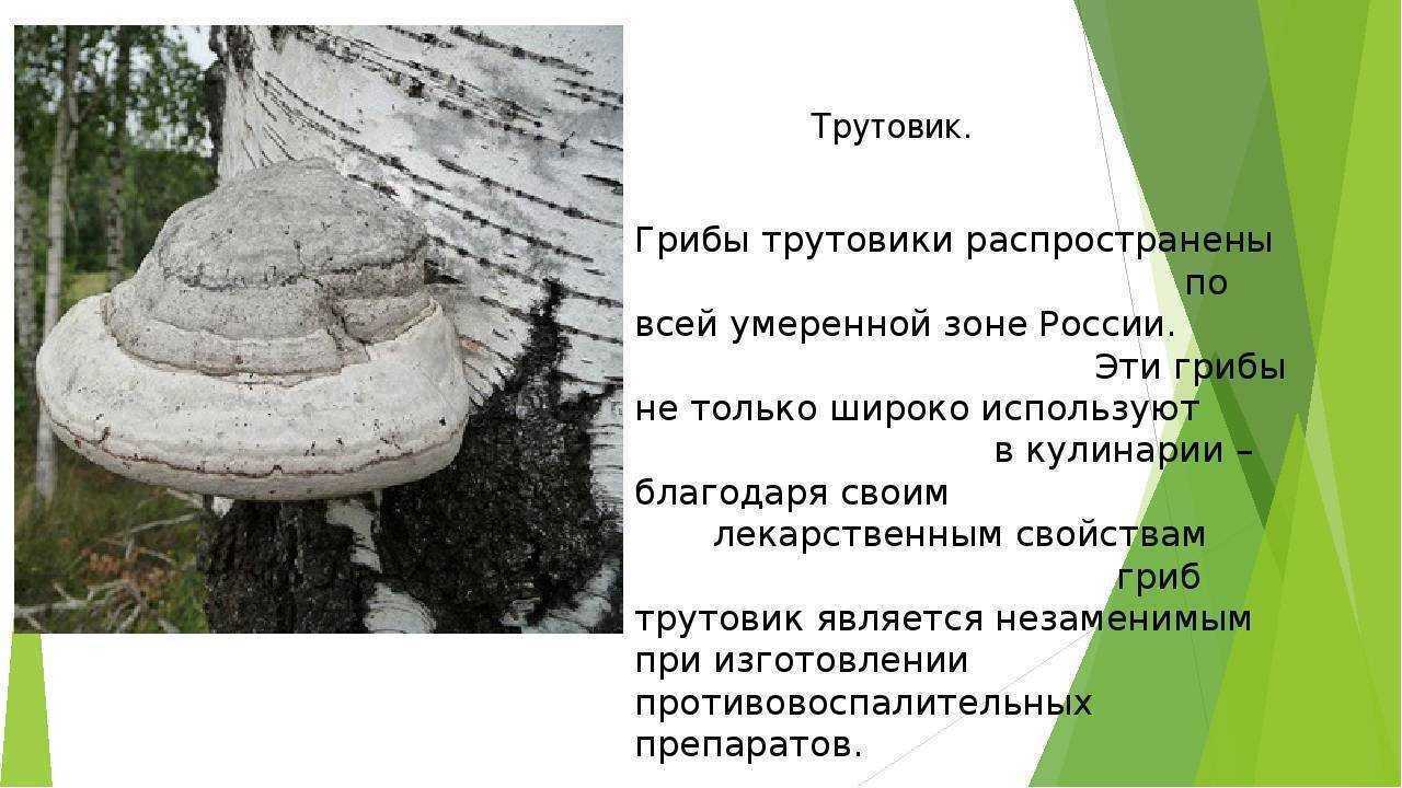 Виды трутовиков фото и описание