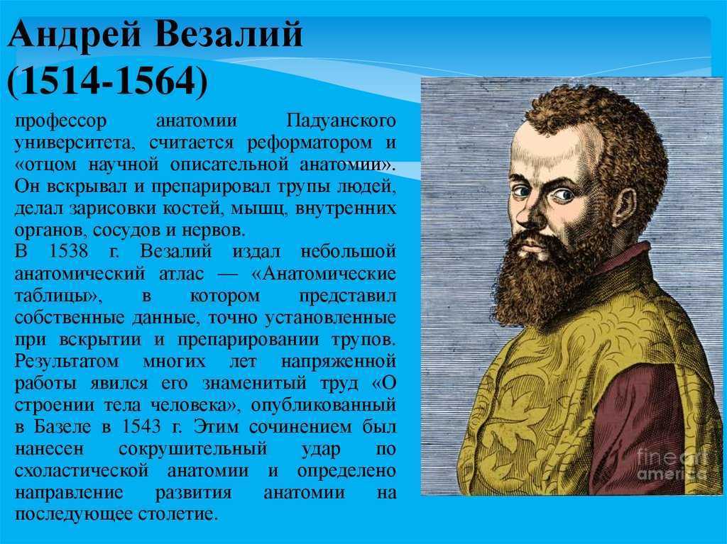 Везалий открытия. Везалий (1514-1564). Андреас Везалий(1514 – 1654 гг). Андрей Везалий.