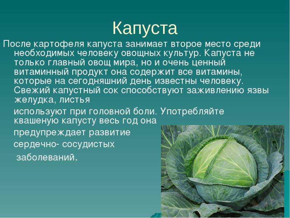 Презентация о капусте