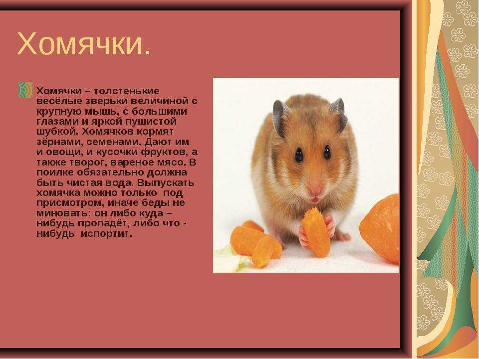 Дикий хомяк: описание, условия обитания и способы борьбы с грызунами — animallittle.ru