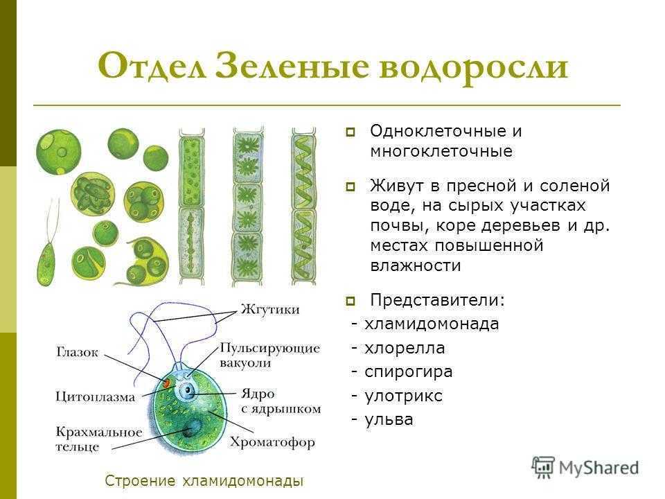 Водоросли характеризуются. Одноклеточные водоросли улотрикс. Хламидомонада и хлорелла. Одноклеточные водоросли 6 класс биология. Отдел зеленые водоросли одноклеточные зеленые водоросли.